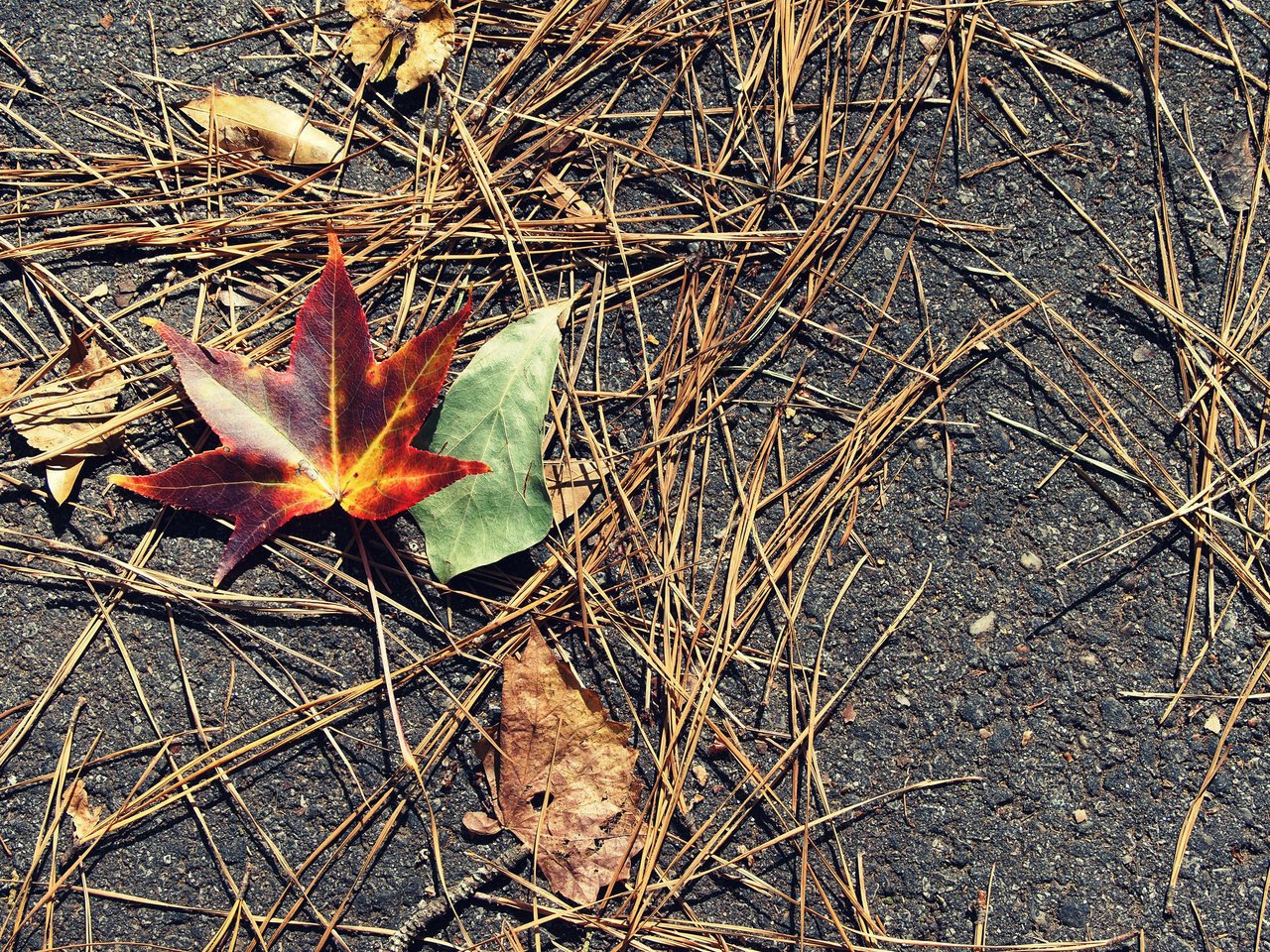 further who leaves autumn earth grass straw stones mood