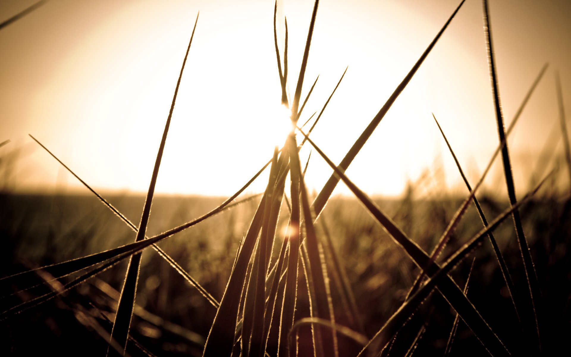 cook ket nature coucher de soleil herbe gros plan soleil champ