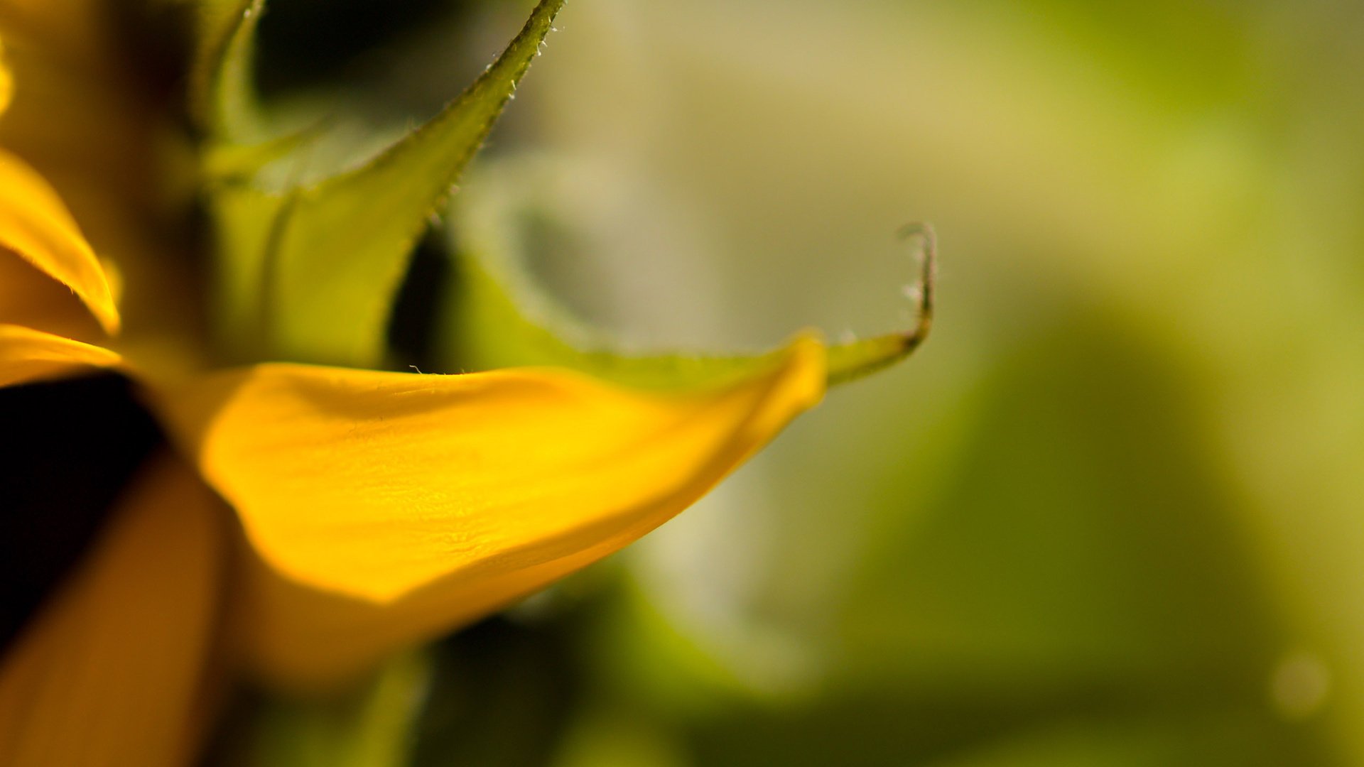 minimalismo rosso ble natura macro pianta fiore