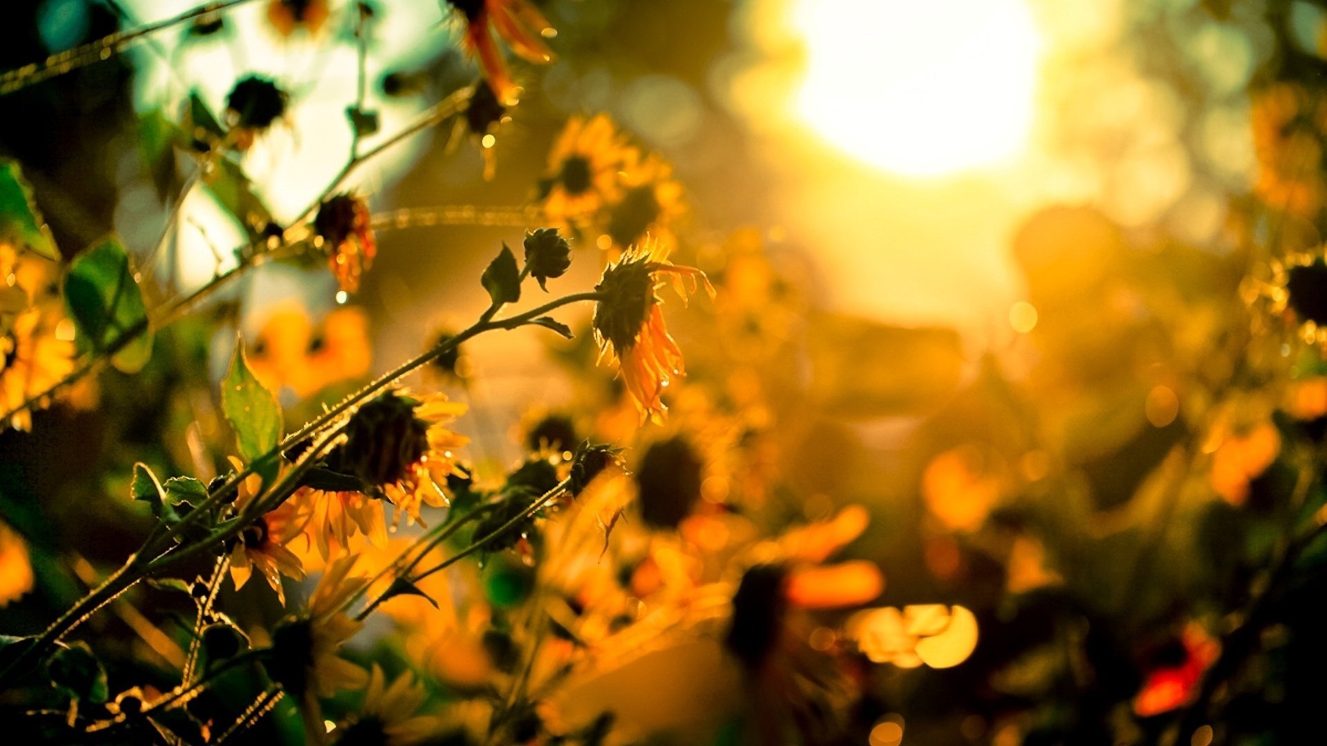 fleurs ner cov lumière soleil