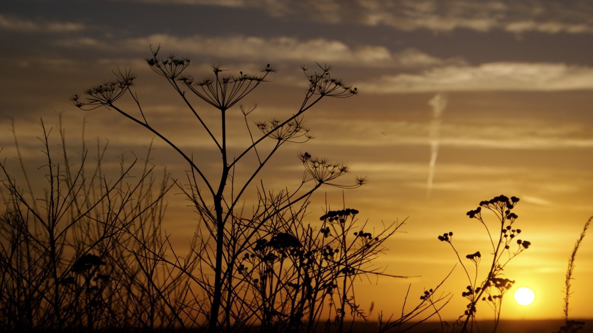 makro natur regenschirm regenschirm rot ble sonnenuntergang himmel dill pflanze