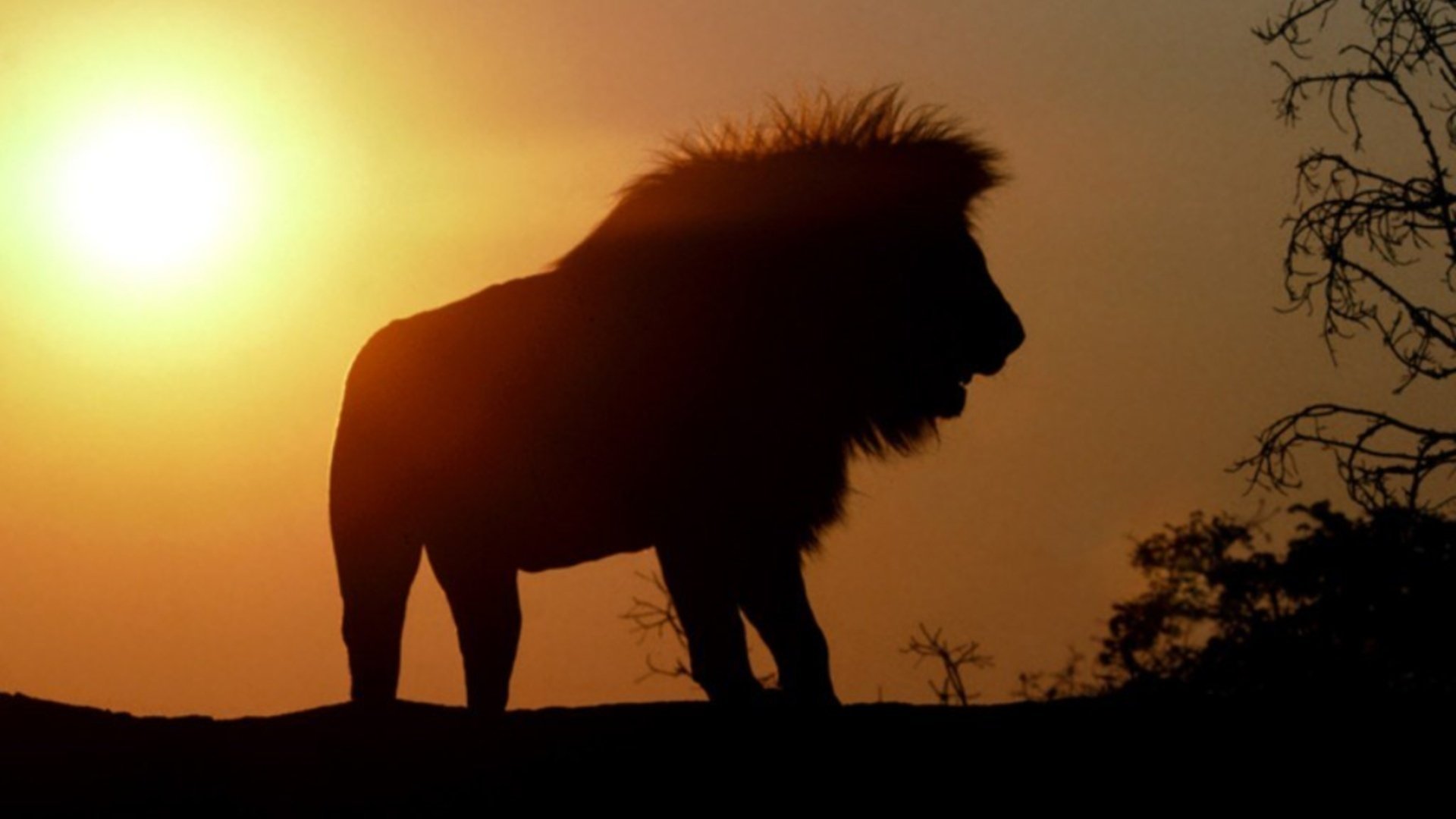 rojo ble animales felinos depredadores melena león puesta de sol kis-kis-miau-miau