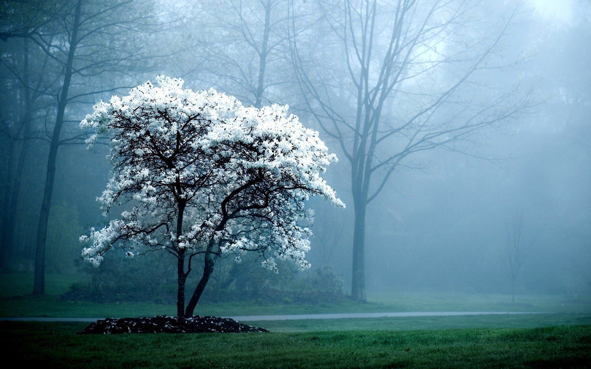 fiori albero bianco cuoco chum primavera alberi nebbia terra erba