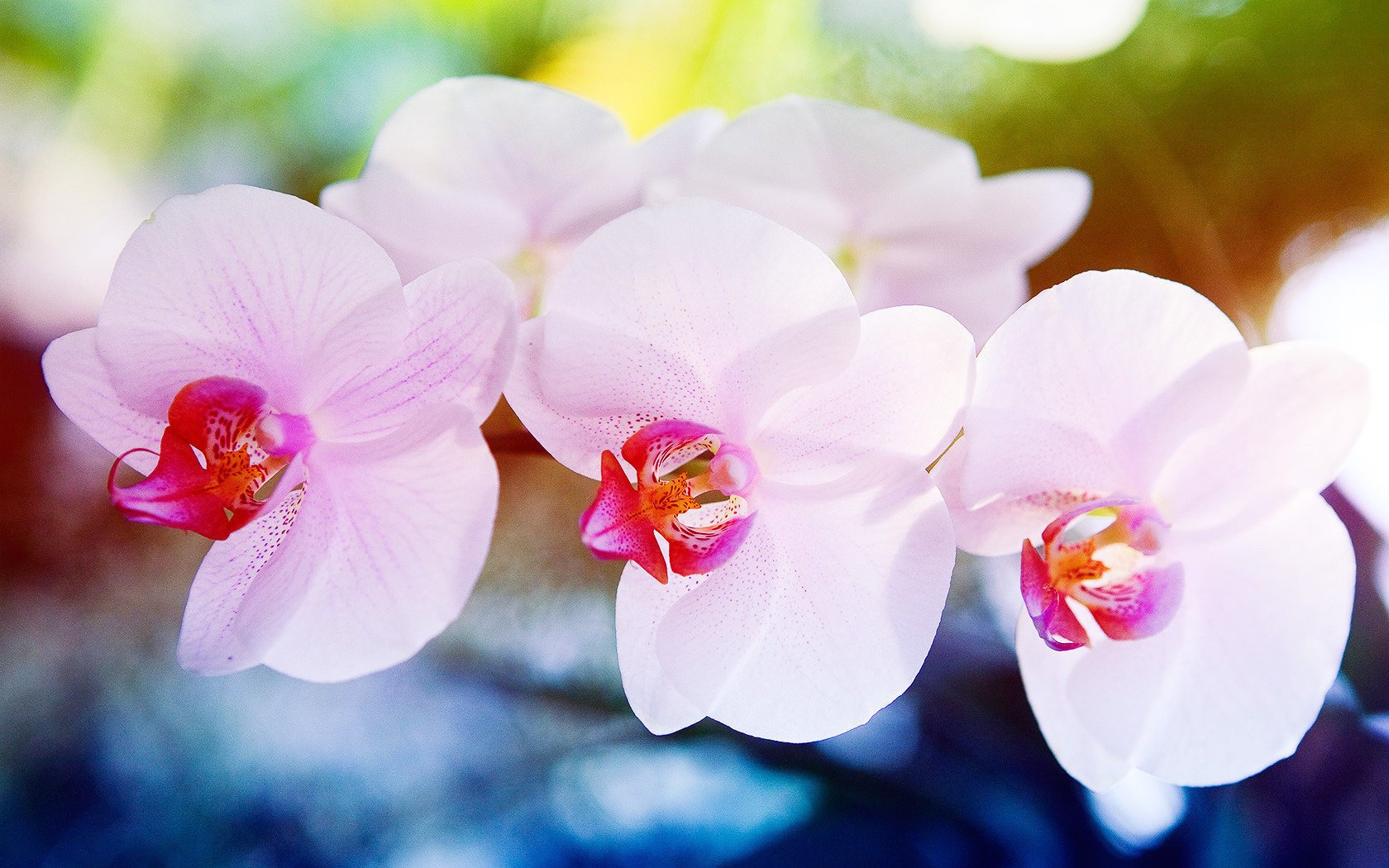 flores orquídea macro orquídea ternura floración flores olor calidad alegría fruta primavera