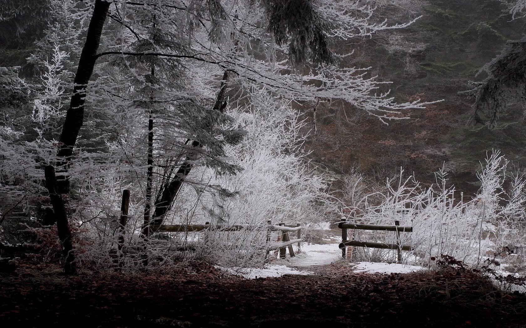 ak pac neige hiver forêt nature ponts noir et blanc arbres lieu branches