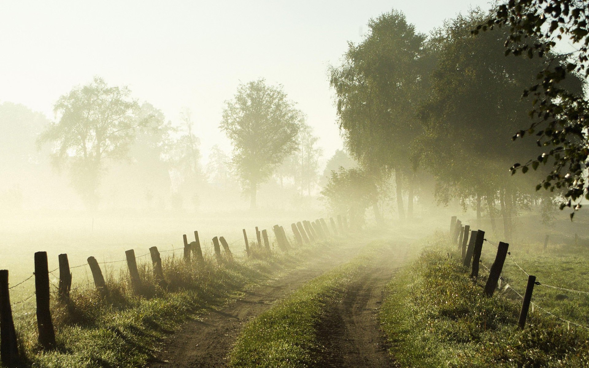 kochen köthen säulen zaun bäume nebel natur landschaft straße gras sommer grüns