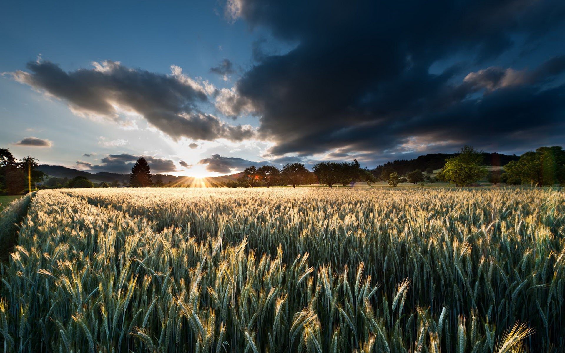 saf ceci tramonto alberi cielo campo spighette sole nuvole