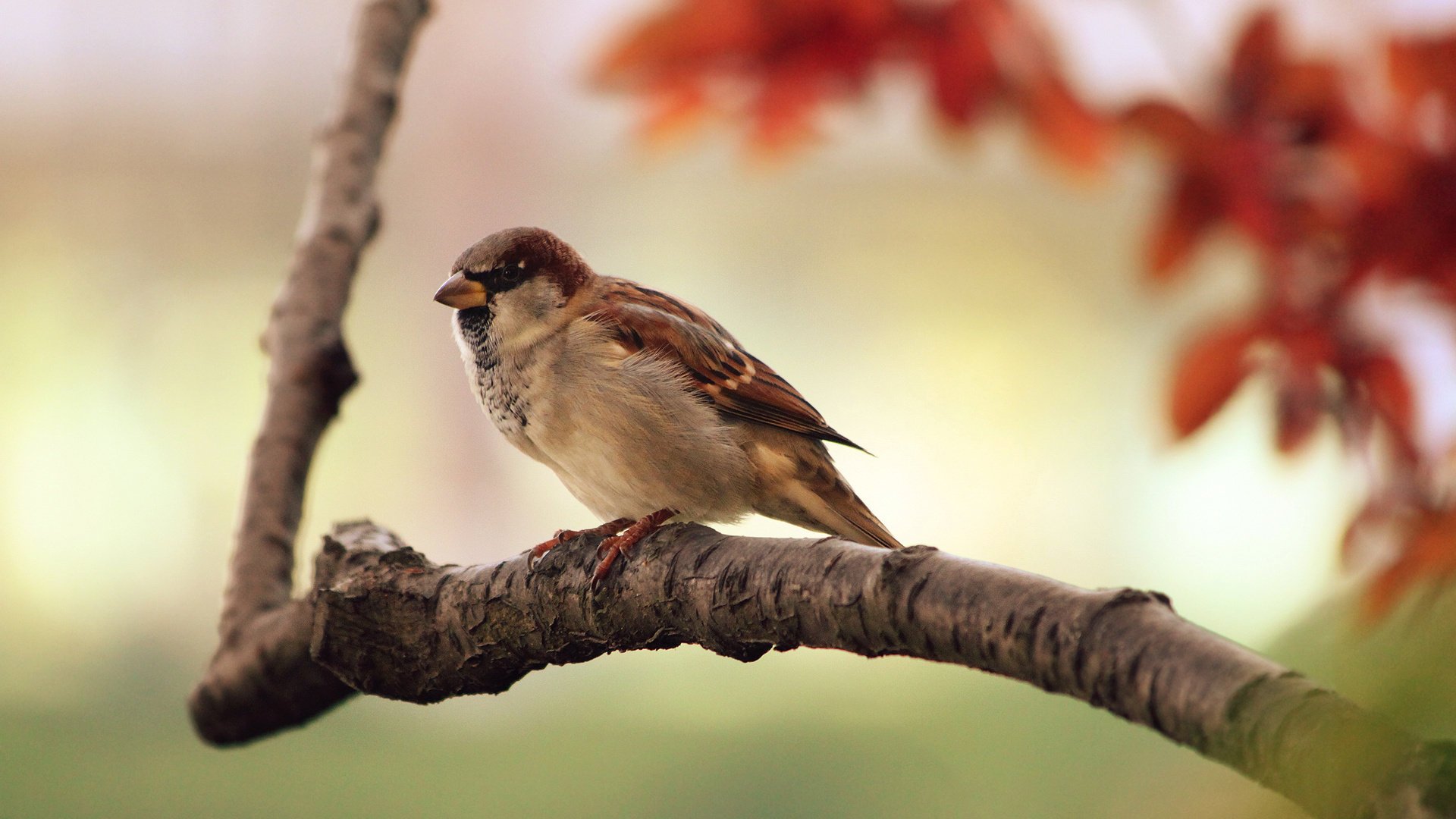 passero uccelli natura uccelli animali autunno