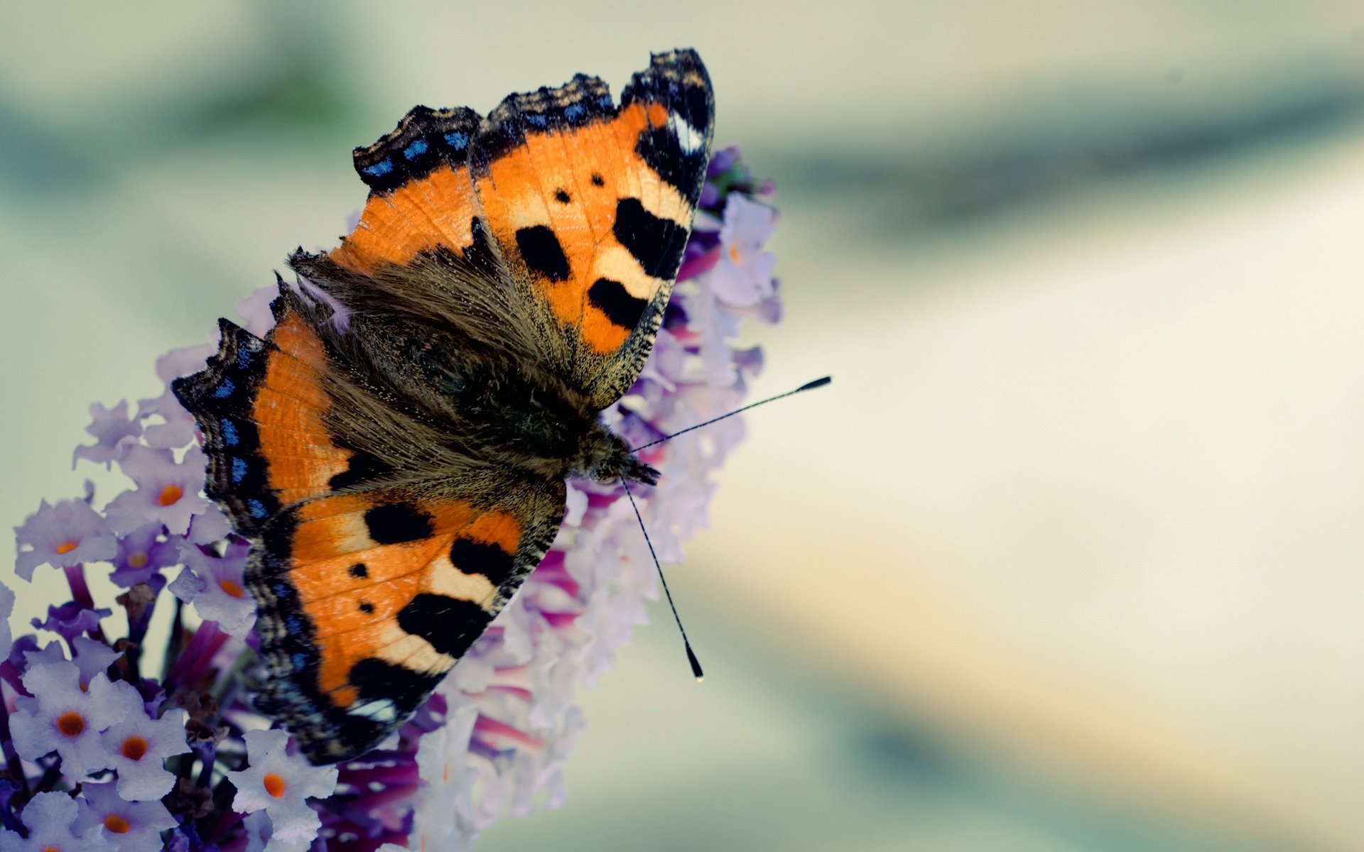 flowers butterfly wings pattern color macro antenna insect nature mustache animal