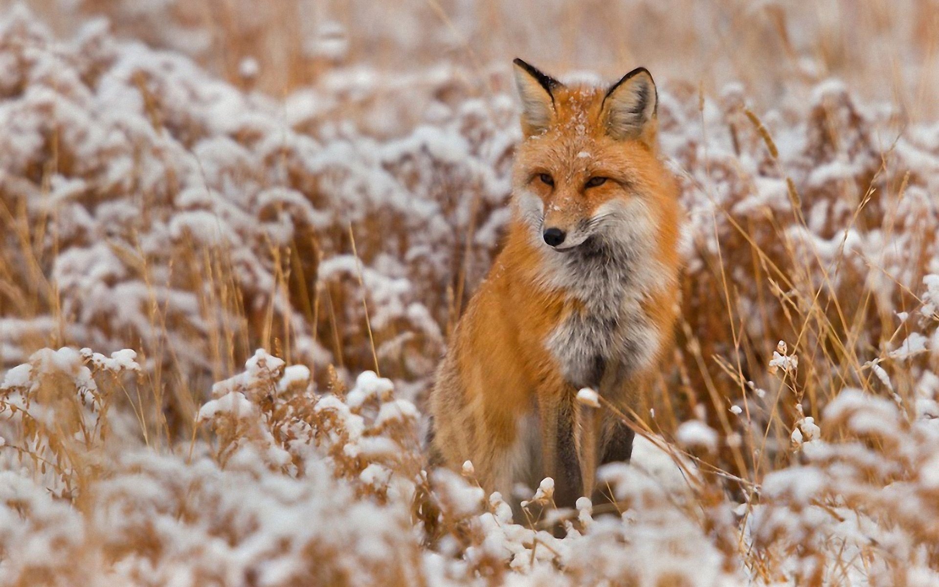 volpe rossa astuzia mente orecchie inverno animali muso neve