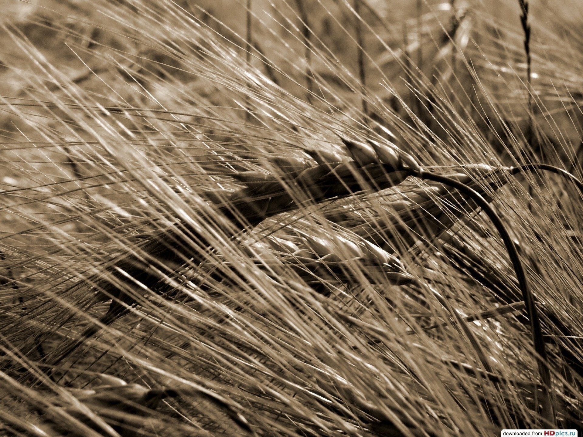 makro nev macro espiguillas trigo foto sepia campo verano