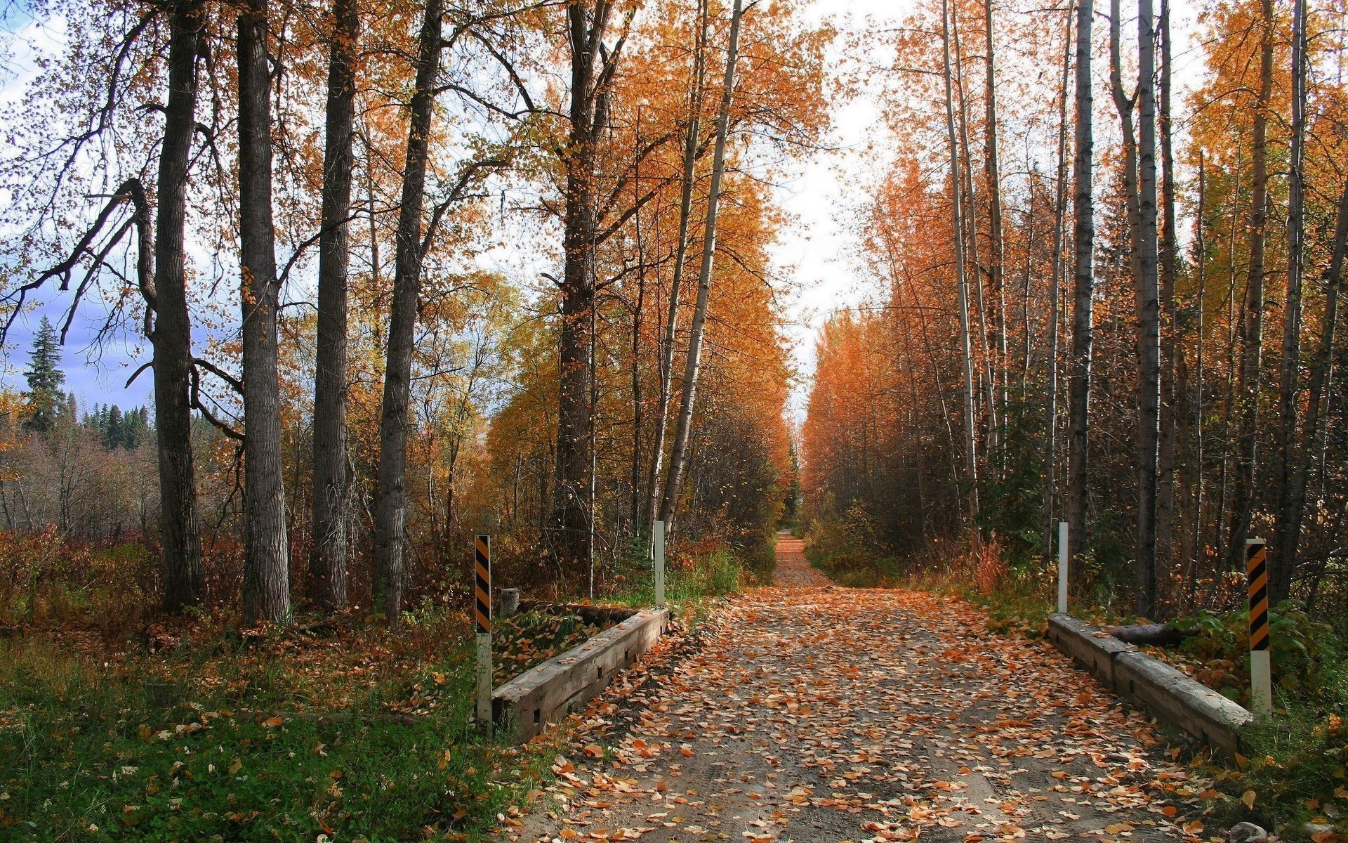 cuv nek autumn forest roads trees park foliage road trunks nature landscape