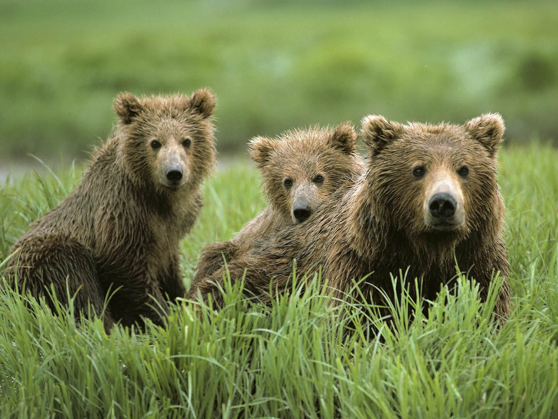 bears family animals mind nature bruin