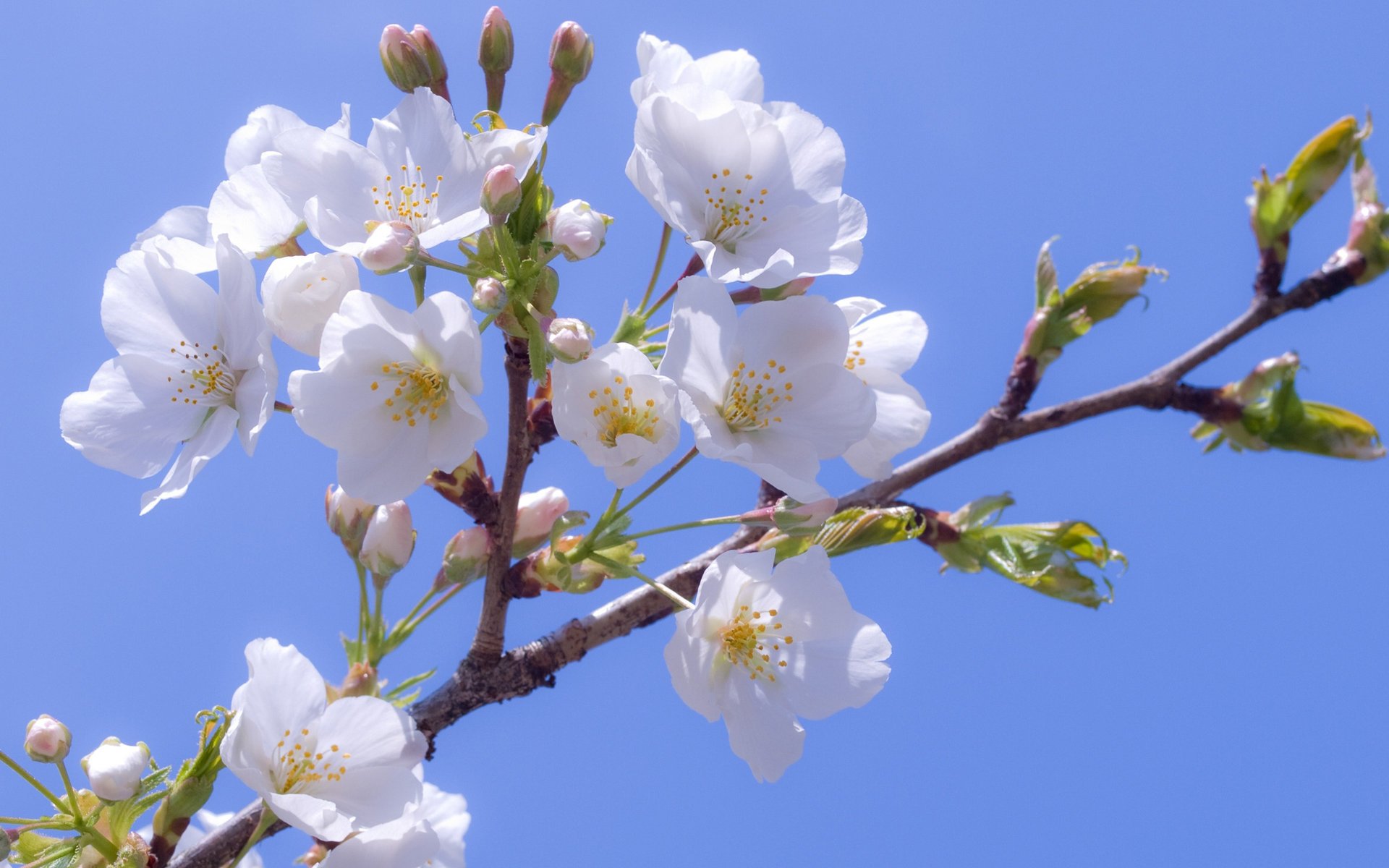 cereza flores blanco sakura floración blanco como la nieve cielo frescura ternura flores rama primavera naturaleza macro