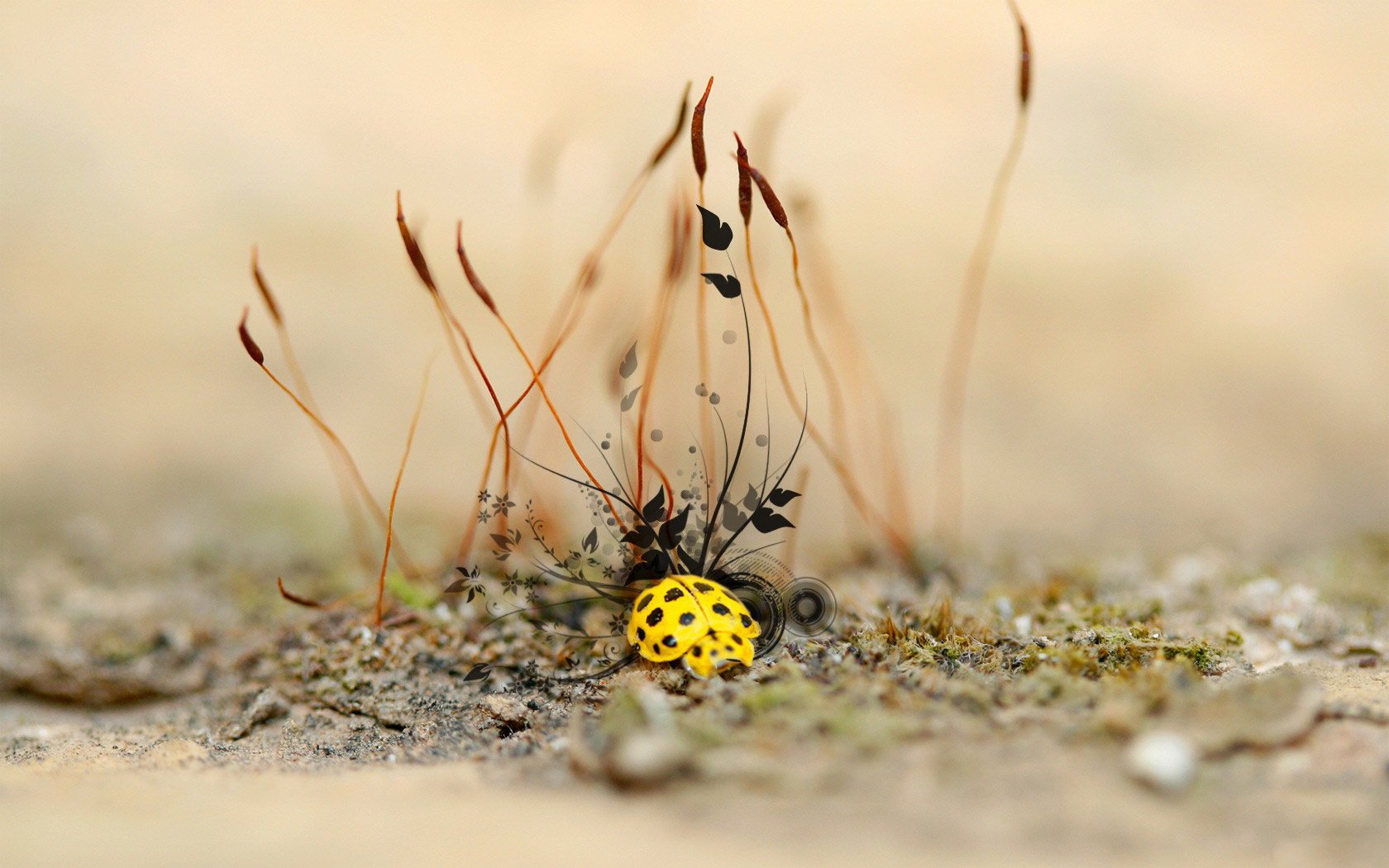 m acro sed ric animali insetti bug macro coccinella