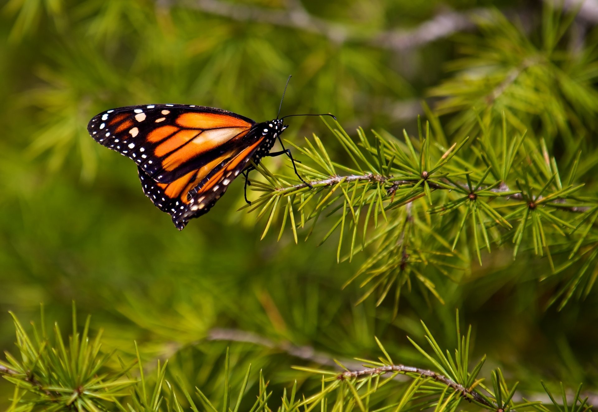 monarch butterfly wings pattern color macro antenna animals insect