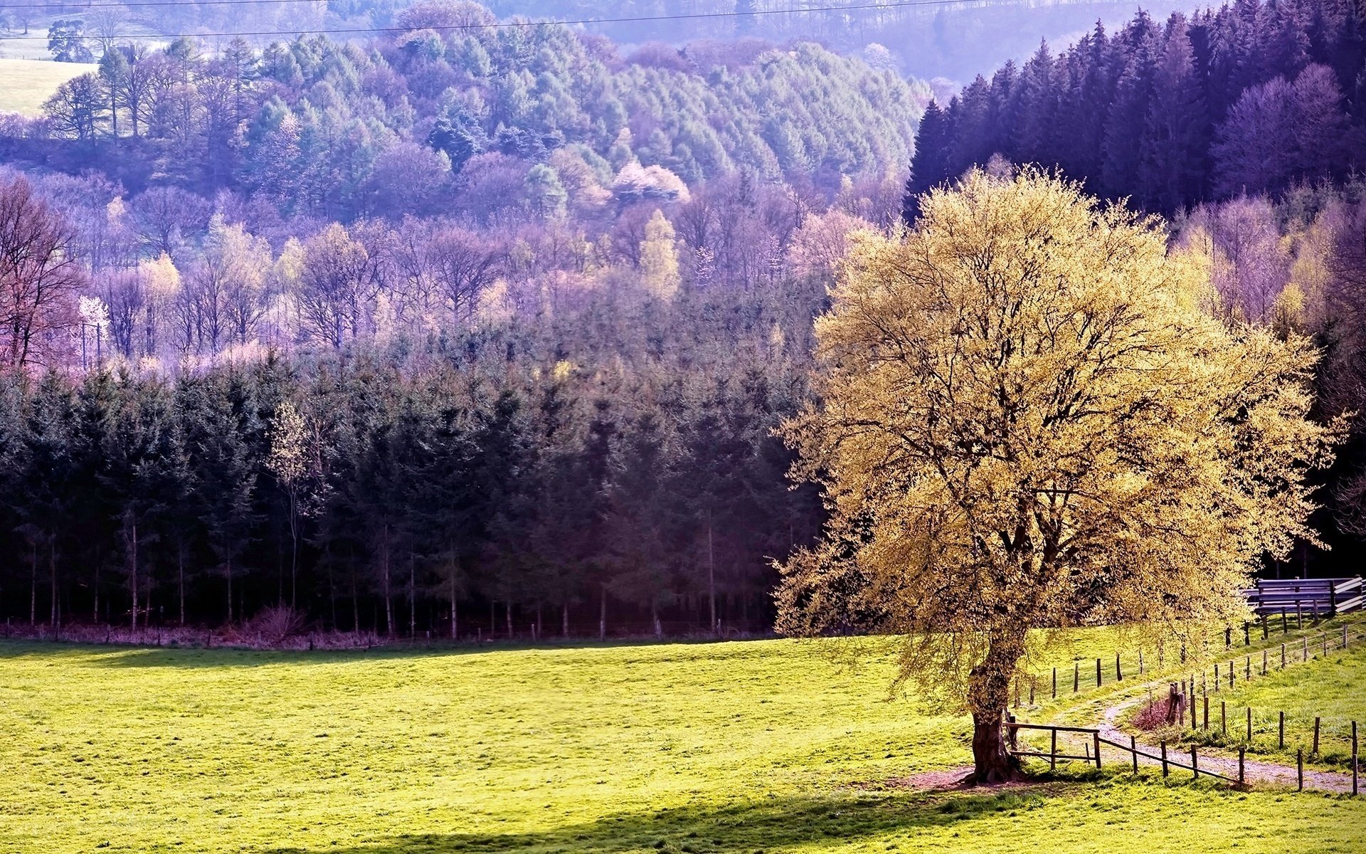 ed ric natura montagne foresta alberi paesaggio autunno boschetti recinzione campo verde prato