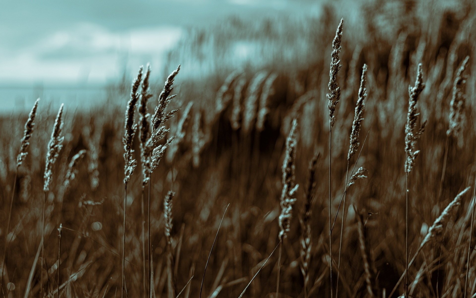 saf ceci texture macro campo erba spighette estate baia tramonto