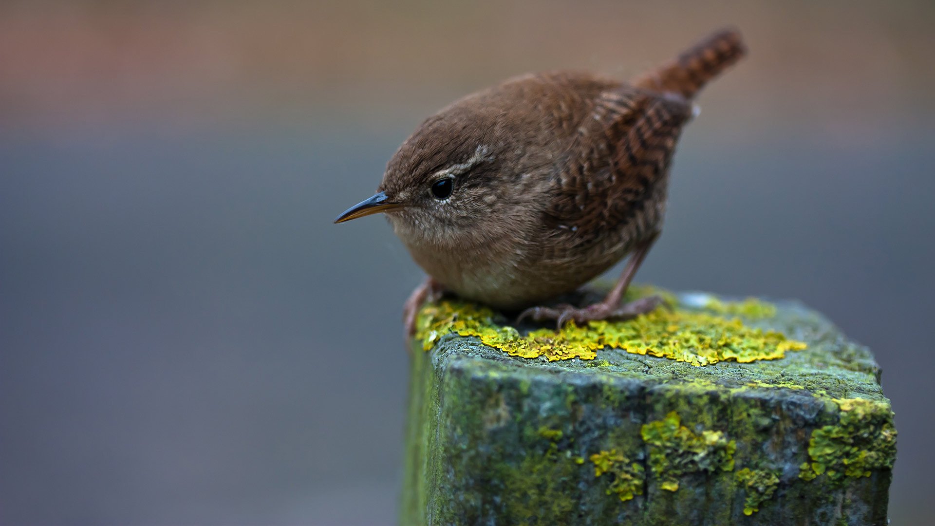 winter wren urticaria de invierno pájaro plumas macro animales ojos