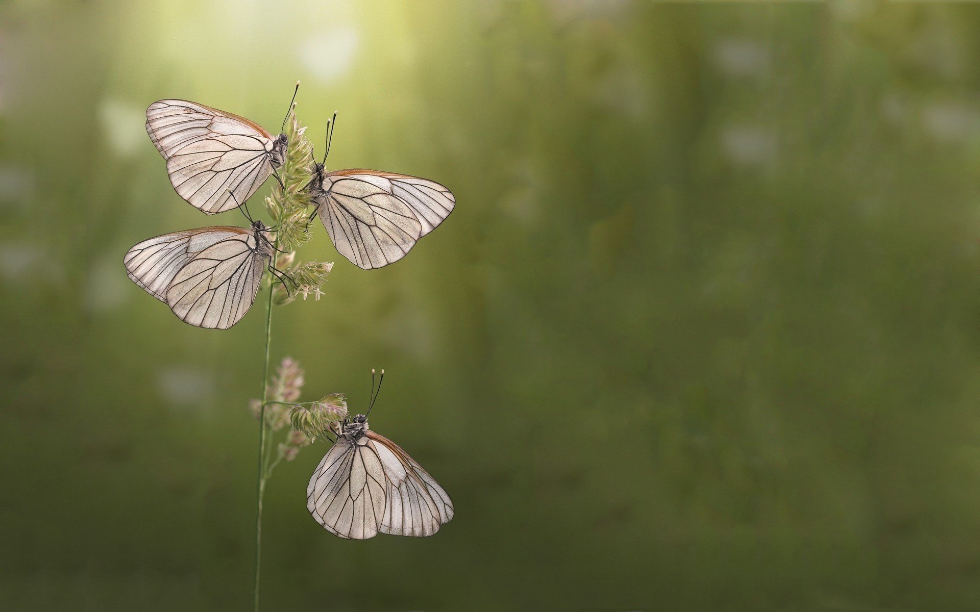 macrno cuoco ket animali insetti farfalle macro natura verde