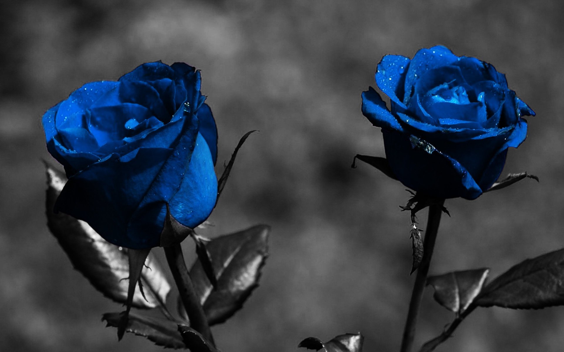 flores azul negro saf garbanzos rosas macro