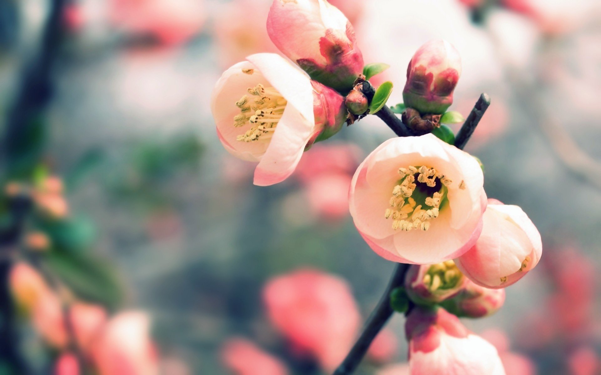 fiori cui collo primavera macro