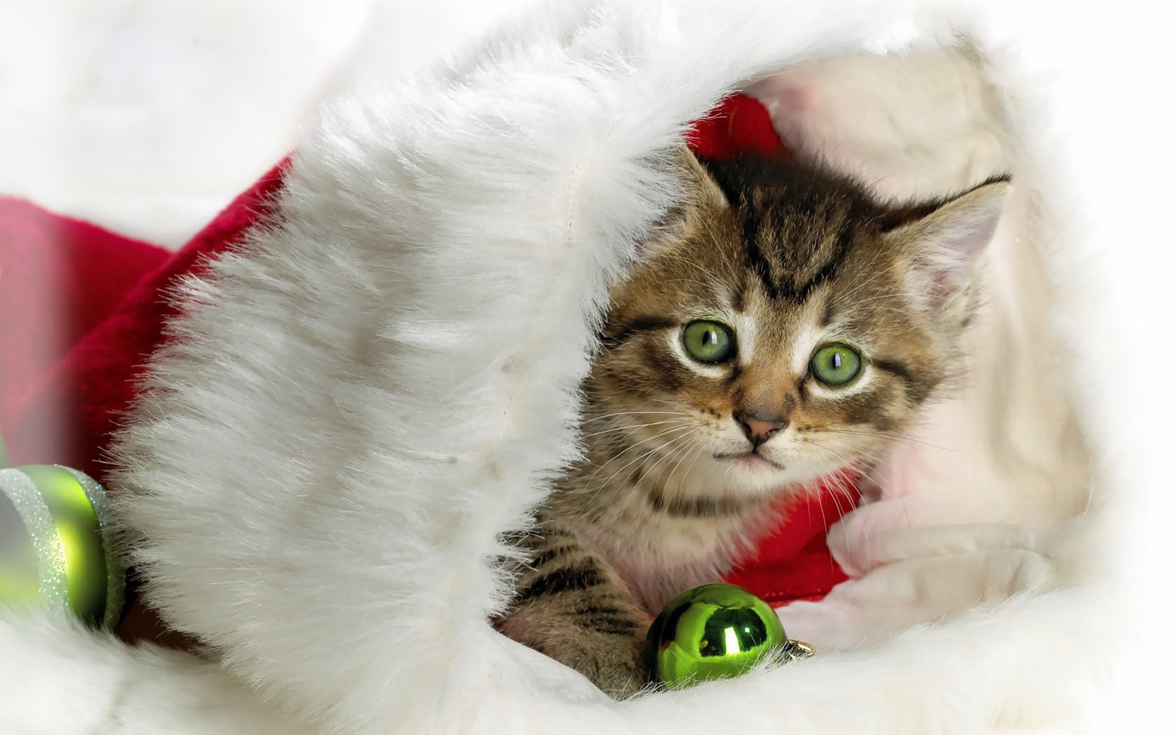 nouvel an chapeau chaton animaux félin vue kis-kis-miaou-miaou yeux museau vacances santaclaus décorations de noël kote chat nyashka