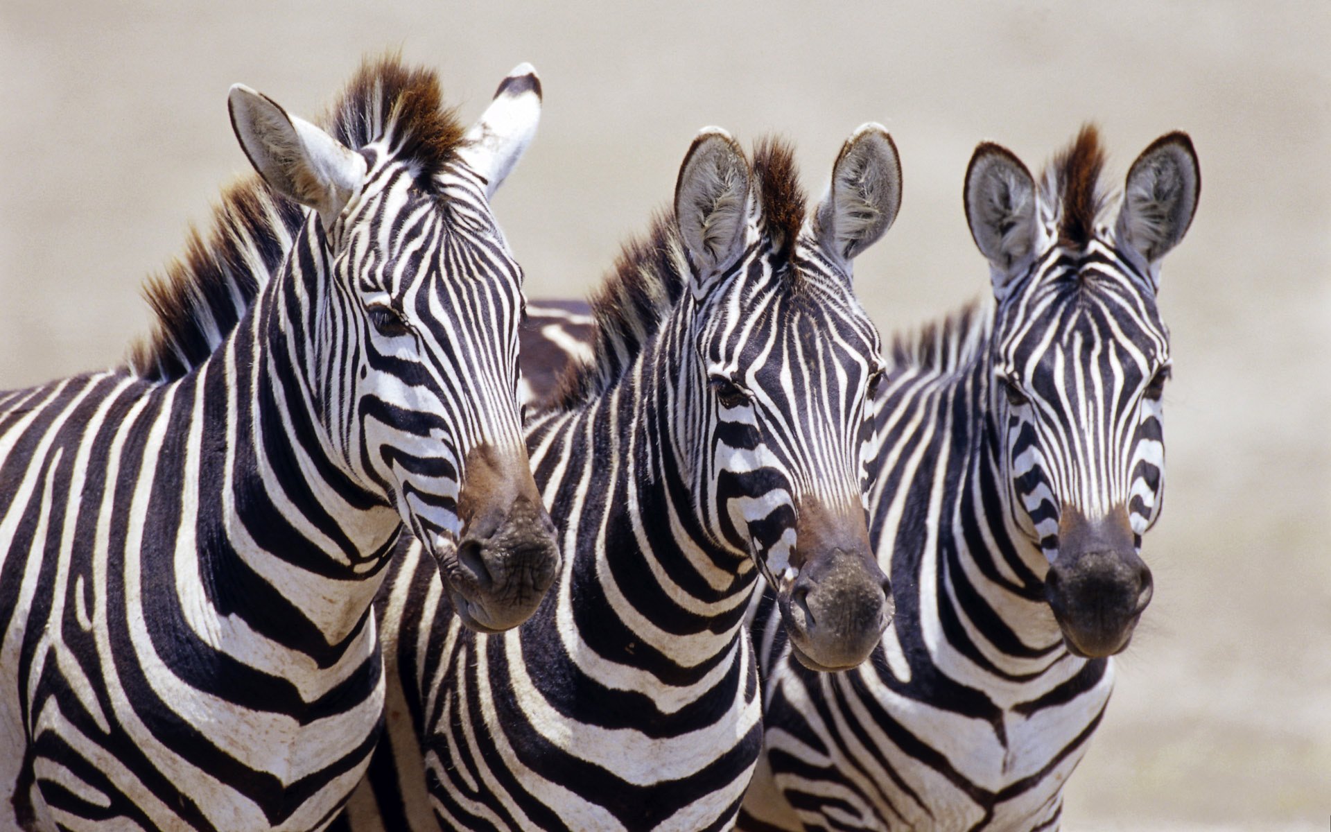 czarny zebra paski biały afryka zwierzęta kopytne