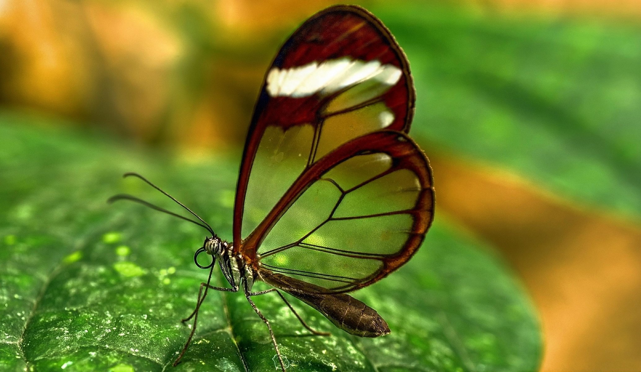 szkło glasswing ga motyl skrzydła wzór makro anteny zwierzęta owady