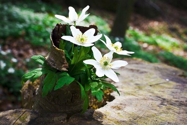 Blühende Pflanzen in der Frühlingssonne