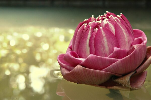 Tendresse rose sur l eau