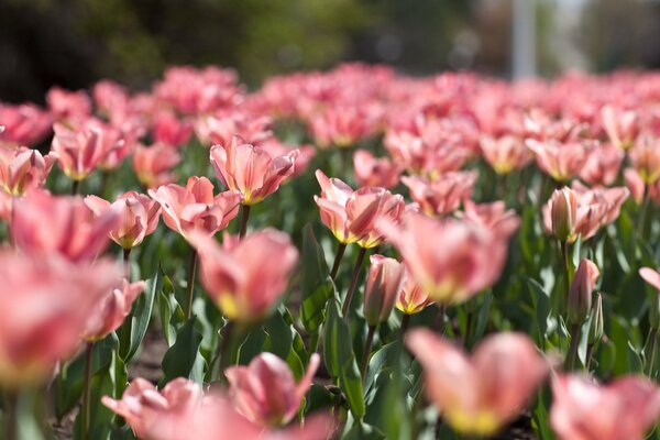 Ein Feld aus zarten rosa Tulpen