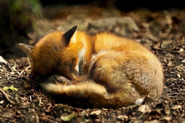 Renard sans défense dort sur le sol