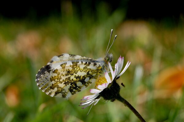 A beautiful butterfly sitting on a daisy