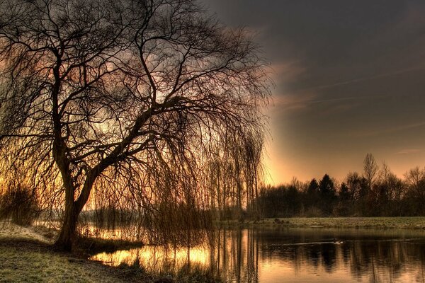 L albero secco si chinò sul lago