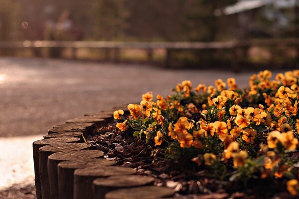 Parterre de fleurs avec de petites fleurs jaunes