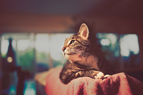 The cat lies with its muzzle turned in profile on a blurry background