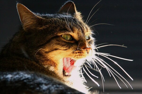 Gato Bigotudo bosteza, boquiabierto