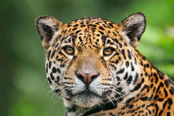 El hocico de un Jaguar con una mirada directamente a la cámara