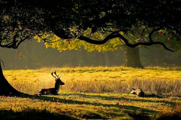 Un ciervo descansa bajo un árbol