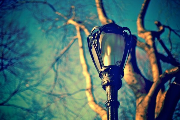 Hermosa linterna contra un árbol sin hojas