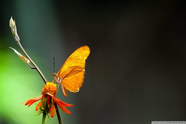 Makrofoto von schönen Schmetterlingsinsekten