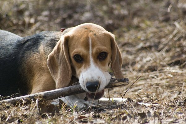 Beagle, pies z kijem, pies bawi się
