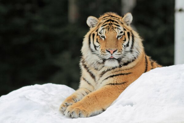 The tiger is lying on the snow with his paws outstretched