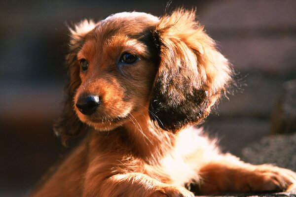 Portrait d un chiot teckel roux