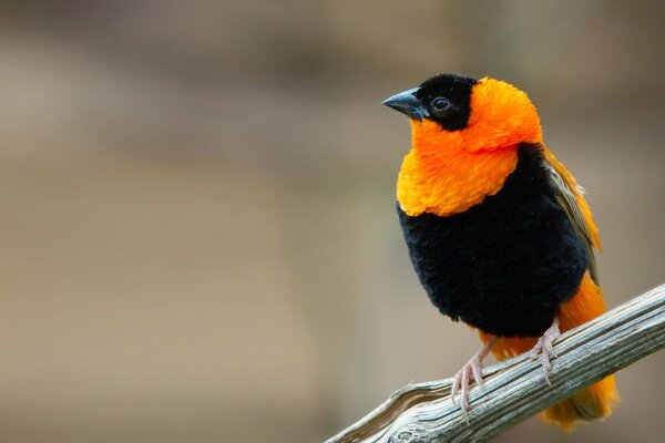 Kolor ptaka czarny z pomarańczowym kołnierzem
