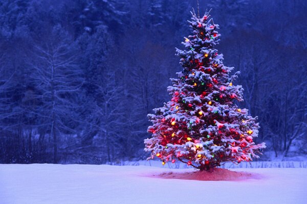 Christmas tree in the forest