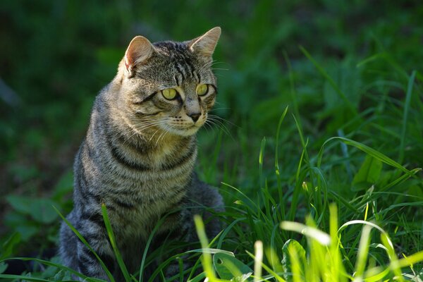 A mustachioed tabby cat is sitting in the grass