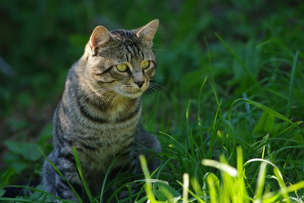 Усатый полосатый кот сидит в траве