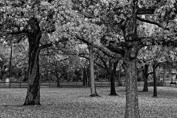 Parco autunnale in bianco e nero